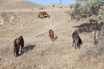 Fototapeta na wymiar stepep horses