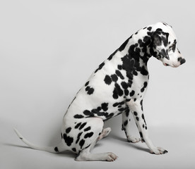 Dalmatian admitted his guilt