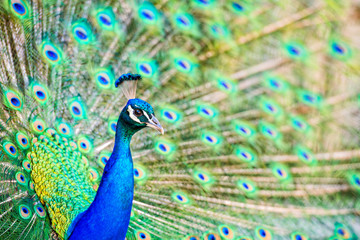 Obraz premium Peacock Head and Tail Display - Close Up