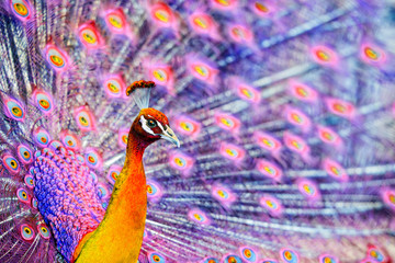 Pink Fantasy Peacock  - Close Up