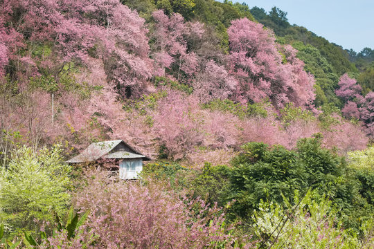 house of sakura at khun chang kian , Chiangmai , Thailand