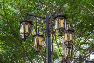 Chinese lanterns in the garden