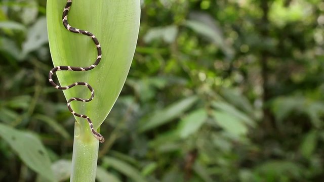 Common blunt-headed tree snake (Imantodes cenchoa)