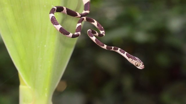 Common blunt-headed tree snake (Imantodes cenchoa)