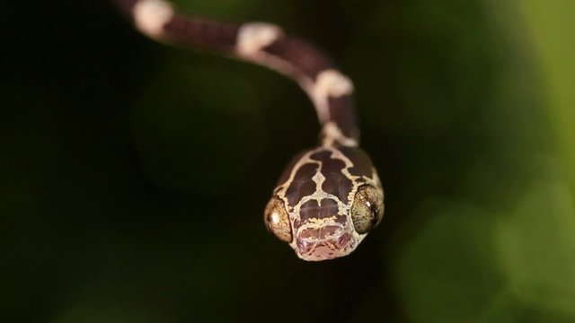 Common blunt-headed tree snake (Imantodes cenchoa)