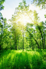 Fototapeta premium Birch forest on a sunny day. Green woods in summer