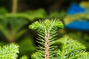 Pine tree macro closeup