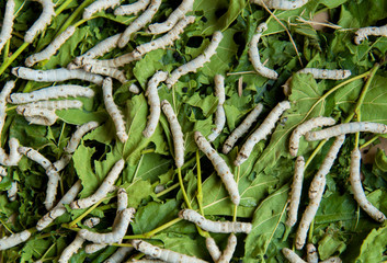 Silkworm rearing farm fed mulberry leaves.