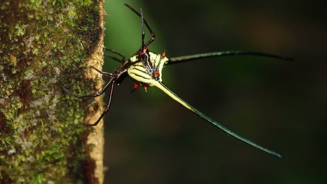 Spiny orb weaver spider (Gasteracantha sp.), Ecuador
