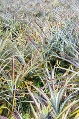 background of pineapple fruit field