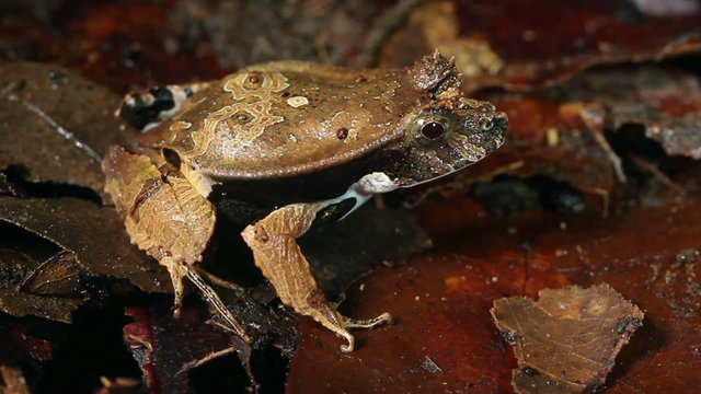 Perez's Snouted Frog (Edalorhina perezi)