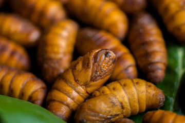 Yellow silkworm cocoon shell through the Silk Route