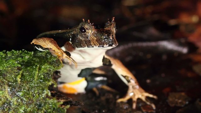 Perez's Snouted Frog (Edalorhina perezi)