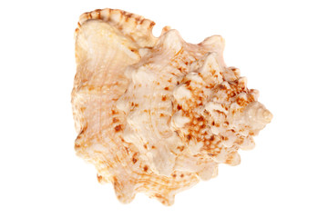 Sea shell