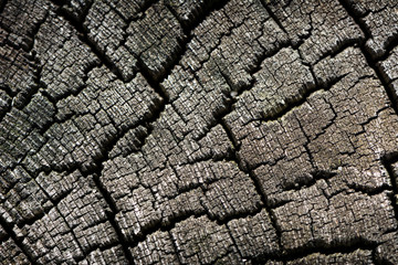 Old Cracked Wood Log Close Up Background Texture