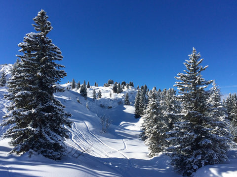 WiInterlandschaft - B&auml;ume mit Schnee