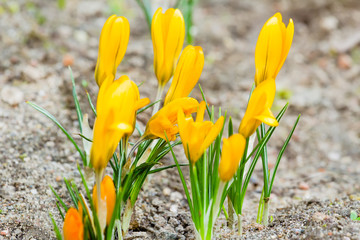 Golden crocuses with closed flowers