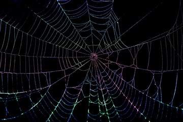 Colorful Spider Web - 78139582