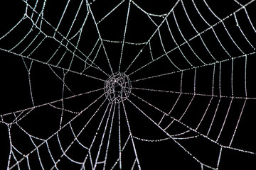 Dew on a Spider Web - 78139583