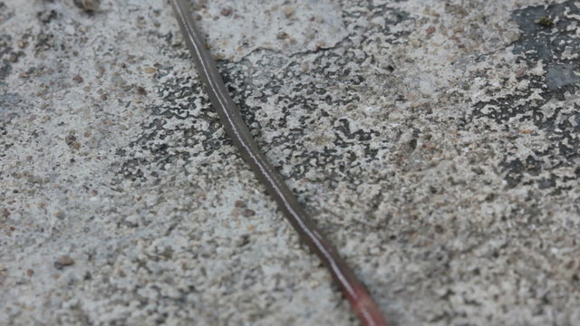 Earthworms on concrete ground