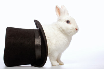 Fototapeta premium Rabbit playing with a magicians hat