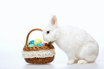 Little Easter bunny in the basket