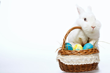 Little Easter bunny in the basket