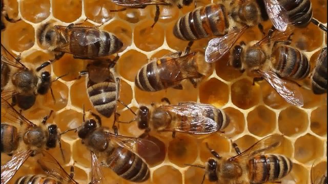 Bees convert nectar into honey