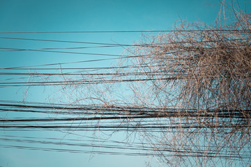 dry vine and electricity wire