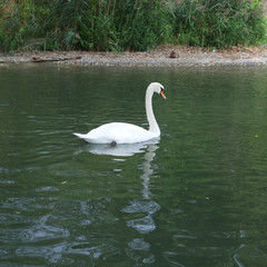 Swan