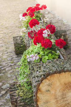 Flowerbed with red geraniums in old log