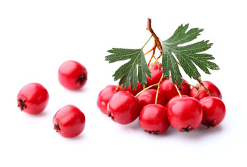Hawthorn with leaves