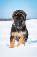 German shepherd puppy running in winter