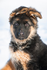 Portrait of german shepherd puppy