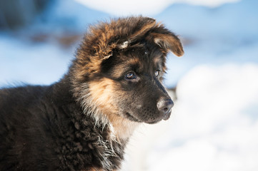 Portrait of german shepherd puppy