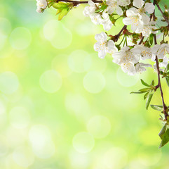 Сherry  blossom  in spring.