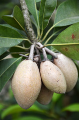 Chiku fruits on the tree