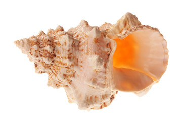 Sea shell