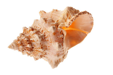 Sea shell