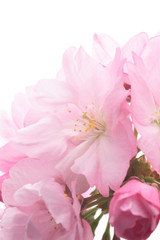 Closeup of Cherry blossom, Asahiyamazakura
