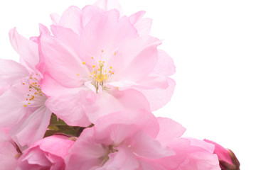 Fototapeta na wymiar Closeup of Cherry blossom, Asahiyamazakura