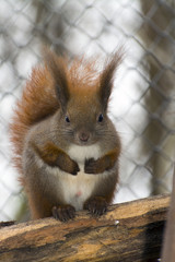 Eurasian red squirrel (Sciurus vulgaris)