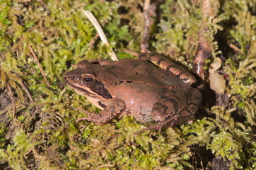 Italian agile frog - Lataste's frog (Rana latastei)