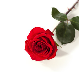 Fototapeta premium Red rose lying on a white background.