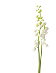 Twee bloemen geïsoleerd op wit. Lelietje van dalen
