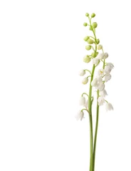 Foto op Plexiglas Lelietje-van-dalen Twee bloemen geïsoleerd op wit. Lelietje van dalen