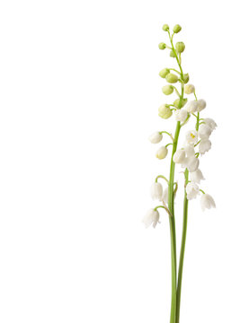 Two  flowers isolated on white. Lily of the Valley