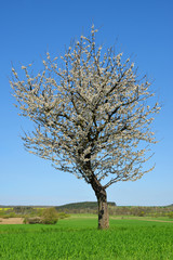 Fototapeta na wymiar Blooming tree in spring landscape