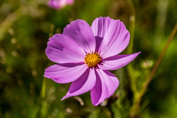 Fototapeta premium Fleur de Cosmos