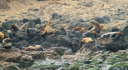 Australian Fur seals.